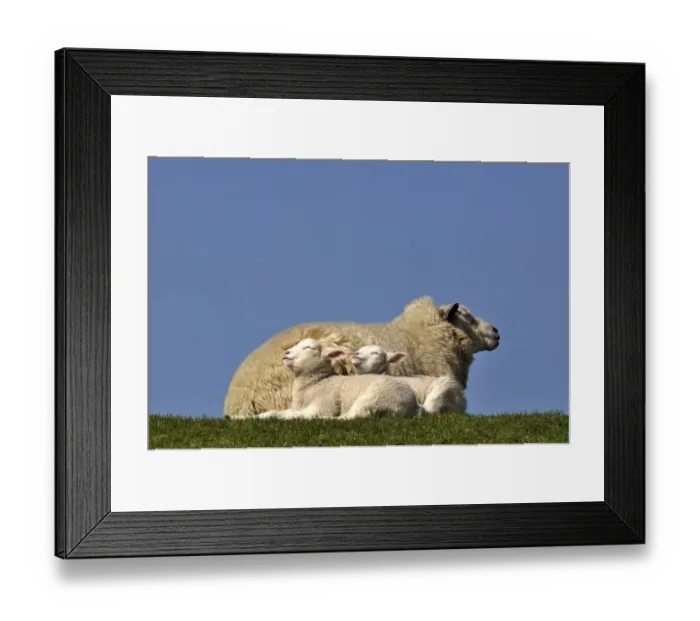 Framed Print : Ewe -Ovis orientalis aries- and her lambs enjoying the warm sun Framed Print : Ewe -Ovis orientalis aries- and her lambs enjoying the warm sun