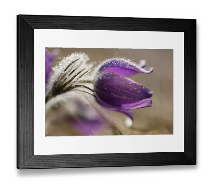 Framed Print : Common pasque flower, Danes blood -Pulsatilla vulgaris-, Ingolstadt, Bavaria, Germany, Europe Framed Print : Common pasque flower, Danes blood -Pulsatilla vulgaris-, Ingolstadt, Bavaria, Germany, Europe