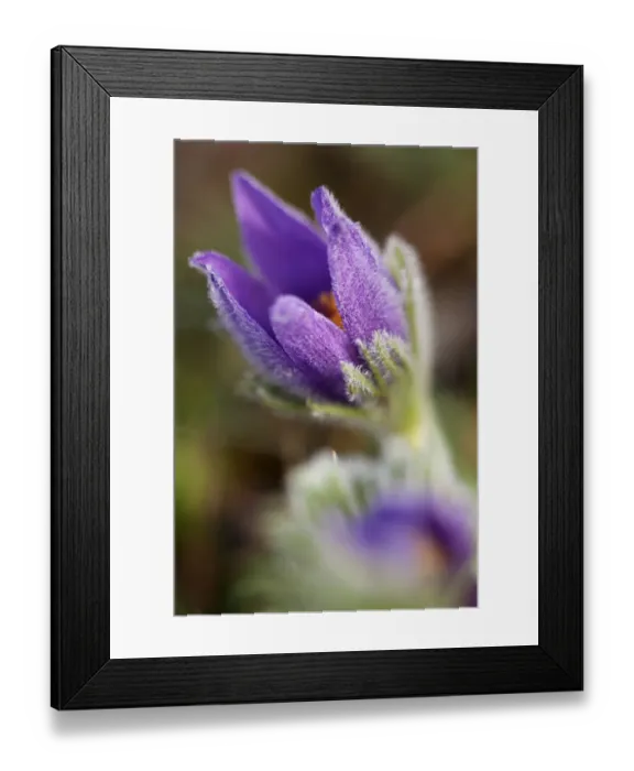 Framed Print : Pasque Flower or Danes Blood -Pulsatilla vulgaris-, Ingolstadt, Bavaria, Germany, Europe Framed Print : Pasque Flower or Danes Blood -Pulsatilla vulgaris-, Ingolstadt, Bavaria, Germany, Europe