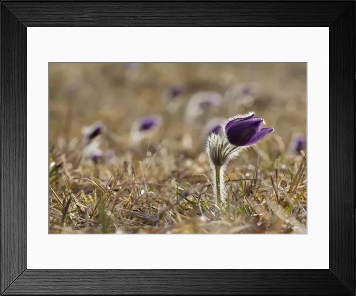 Framed Print : Pasque Flower or Danes Blood -Pulsatilla vulgaris-, Ingolstadt, Bavaria, Germany, Europe Framed Print : Pasque Flower or Danes Blood -Pulsatilla vulgaris-, Ingolstadt, Bavaria, Germany, Europe