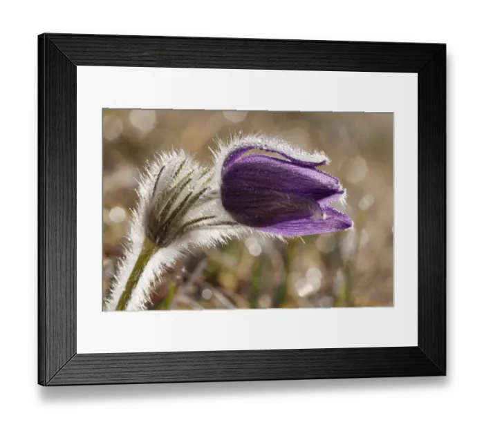 Framed Print : Pasque Flower or Danes Blood -Pulsatilla vulgaris-, Ingolstadt, Bavaria, Germany, Europe Framed Print : Pasque Flower or Danes Blood -Pulsatilla vulgaris-, Ingolstadt, Bavaria, Germany, Europe