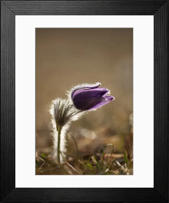 Framed Print : Pasque Flower or Danes Blood -Pulsatilla vulgaris-, Ingolstadt, Bavaria, Germany, Europe Framed Print : Pasque Flower or Danes Blood -Pulsatilla vulgaris-, Ingolstadt, Bavaria, Germany, Europe