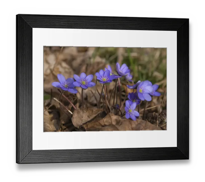 Framed Print : Hepatica, kidneywort, kidneywort -Hepatica nobilis-, Saalehang near Burgk, eastern Thuringia, Germany, Europe Framed Print : Hepatica, kidneywort, kidneywort -Hepatica nobilis-, Saalehang near Burgk, eastern Thuringia, Germany, Europe