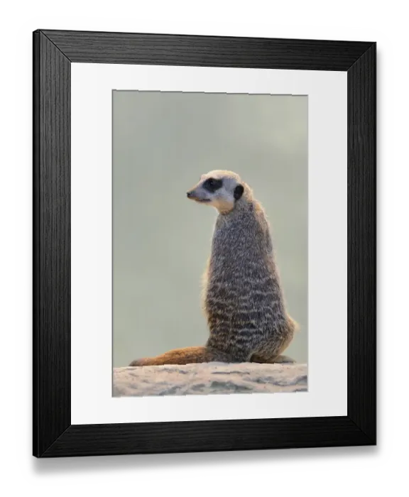 Framed Print : Meerkat -Suricata suricatta- Framed Print : Meerkat -Suricata suricatta-