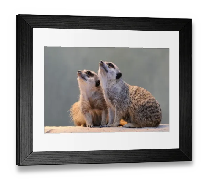 Framed Print : Meerkats -Suricata suricatta- looking up Framed Print : Meerkats -Suricata suricatta- looking up