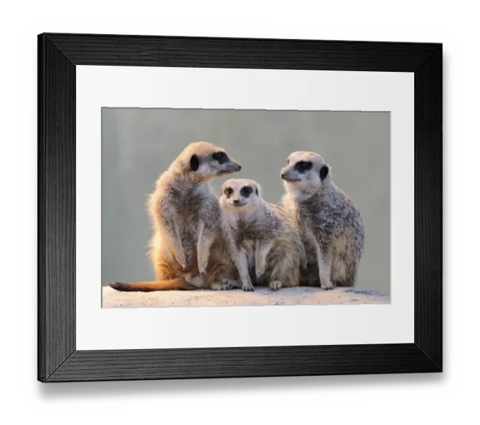 Framed Print : Meerkats -Suricata suricatta- Framed Print : Meerkats -Suricata suricatta-