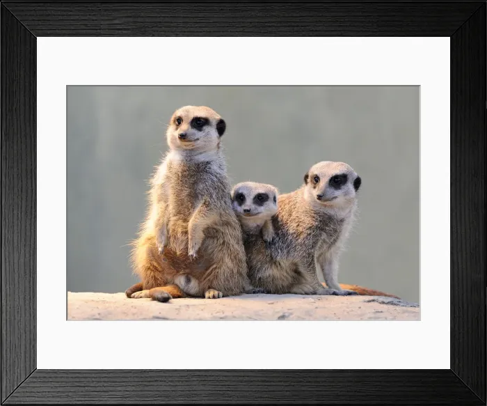 Framed Print : Meerkats -Suricata suricatta- Framed Print : Meerkats -Suricata suricatta-