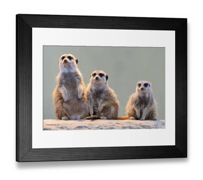 Framed Print : Meerkats -Suricata suricatta- Framed Print : Meerkats -Suricata suricatta-