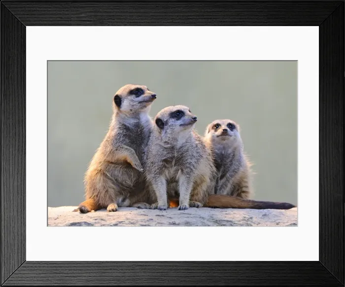 Framed Print : Meerkats -Suricata suricatta- Framed Print : Meerkats -Suricata suricatta-