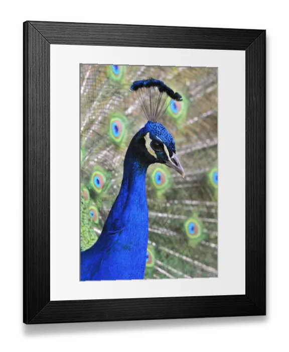 Framed Print : Indian Peafowl -Pavo cristatus-, adult male Framed Print : Indian Peafowl -Pavo cristatus-, adult male