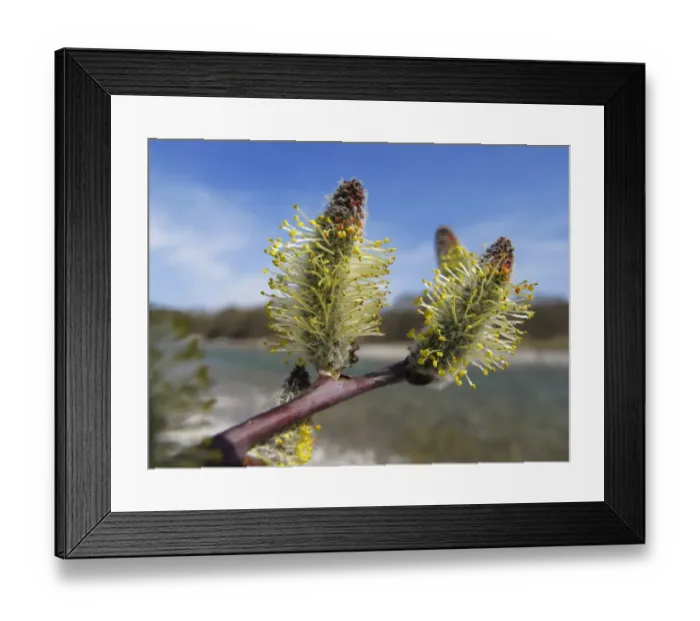 Framed Print : Catkins, purple willow, purple osier -Salix purpurea-, wetlands of the Isar River, Upper Bavaria, Bavaria, Germany, Europe Framed Print : Catkins, purple willow, purple osier -Salix purpurea-, wetlands of the Isar River, Upper Bavaria, Bavaria, Germany, Europe