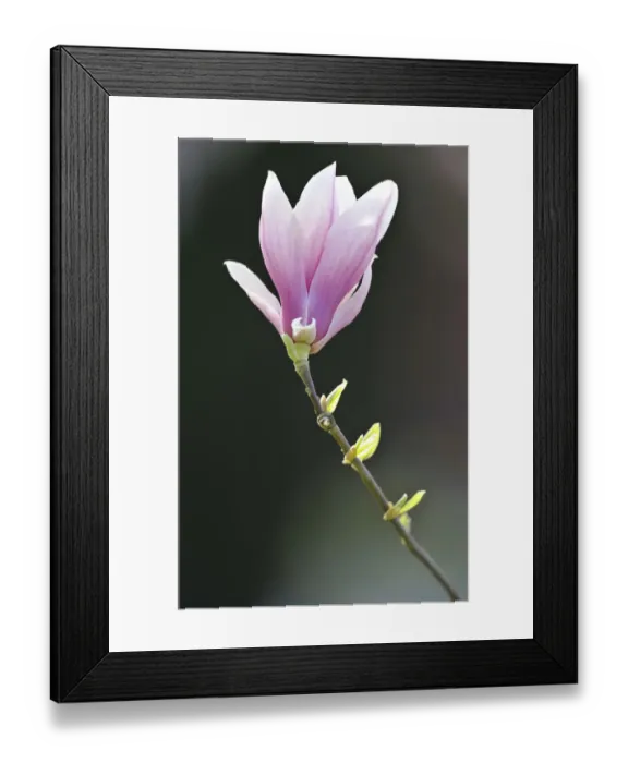 Framed Print : Flowering saucer magnolia -Magnolia x soulangeana- Amabilis cultivar Framed Print : Flowering saucer magnolia -Magnolia x soulangeana- Amabilis cultivar