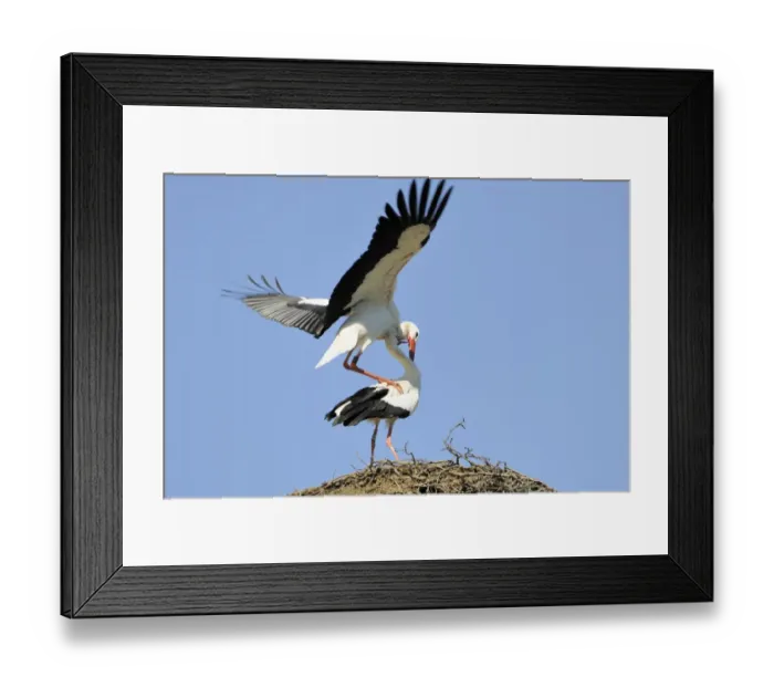 Framed Print : White Storks -Ciconia ciconia-, mating Framed Print : White Storks -Ciconia ciconia-, mating