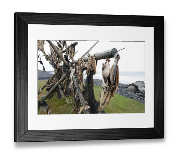 Framed Print : Cod on a drying rack, Iceland, Europe