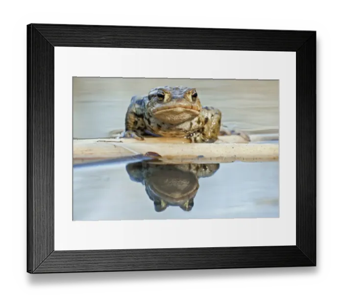 Framed Print : Common Toad or European Toad -Bufo bufo-, reflected in water, North Hesse, Hesse, Germany