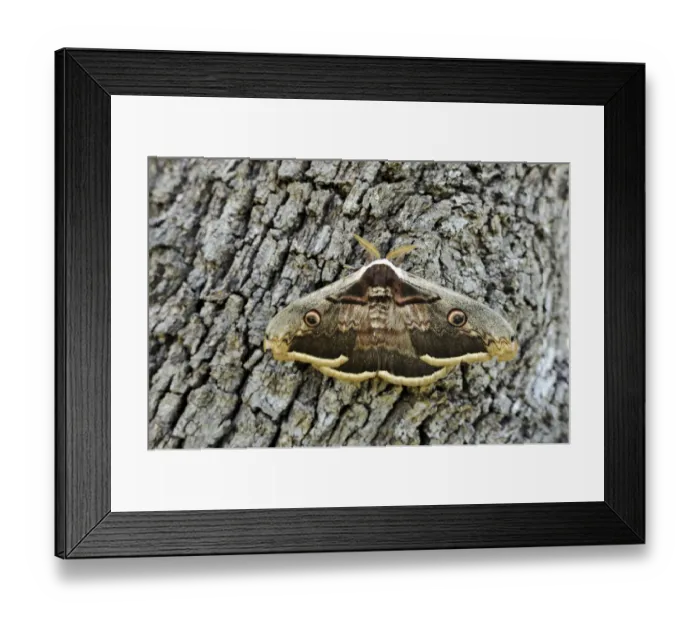 Framed Print : Night Peacock Eye -Saturnia-, resting on tree bark Framed Print : Night Peacock Eye -Saturnia-, resting on tree bark
