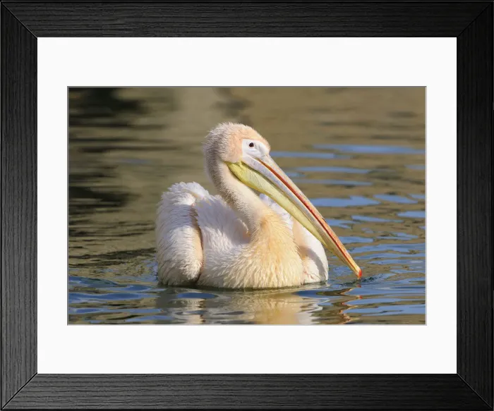 Framed Print : Great White Pelican -Pelecanus onocrotalus- Framed Print : Great White Pelican -Pelecanus onocrotalus-