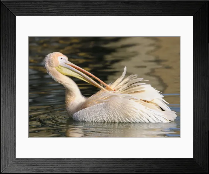 Framed Print : Great White Pelican -Pelecanus onocrotalus- Framed Print : Great White Pelican -Pelecanus onocrotalus-