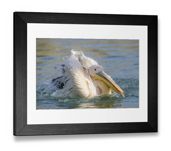 Framed Print : Great White Pelican -Pelecanus onocrotalus- Framed Print : Great White Pelican -Pelecanus onocrotalus-