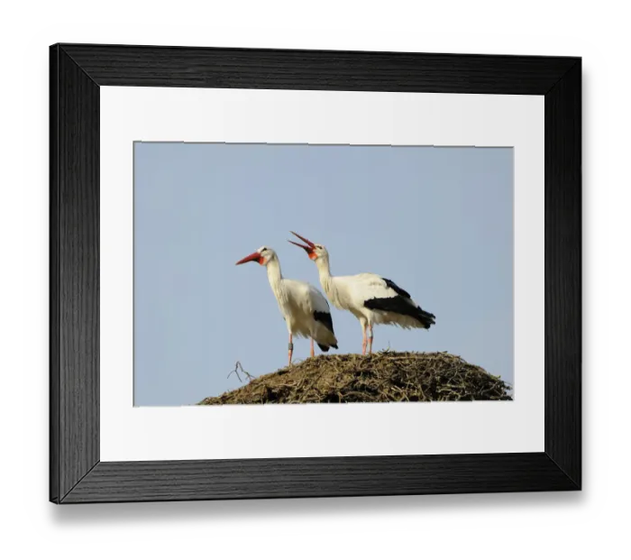 Framed Print : White Storks at the nest -Ciconia ciconia- Framed Print : White Storks at the nest -Ciconia ciconia-