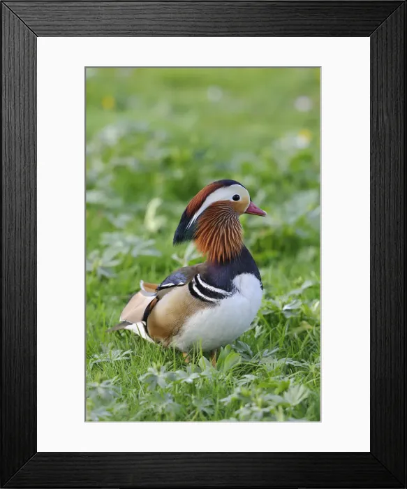 Framed Print : Mandarin Duck -Aix galericulata-, drake Framed Print : Mandarin Duck -Aix galericulata-, drake