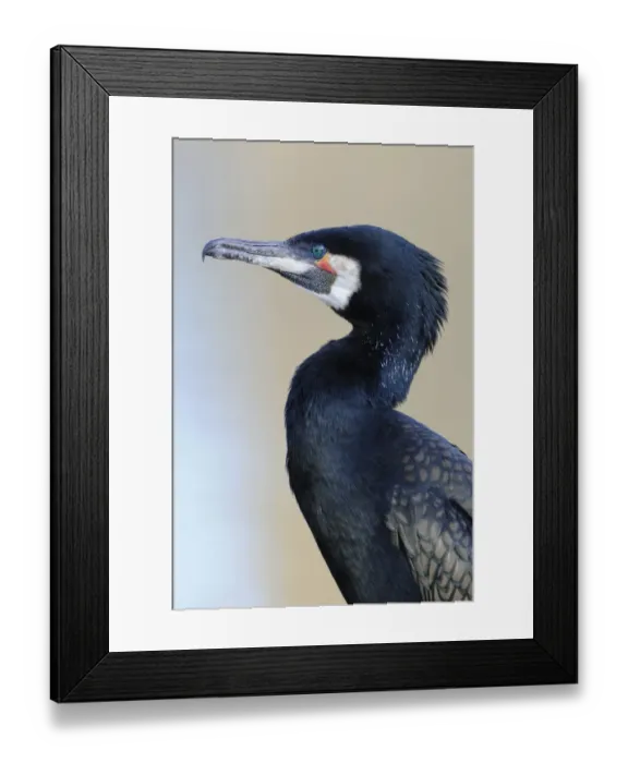 Framed Print : Great Cormorant -Phalacrocorax carbo- Framed Print : Great Cormorant -Phalacrocorax carbo-