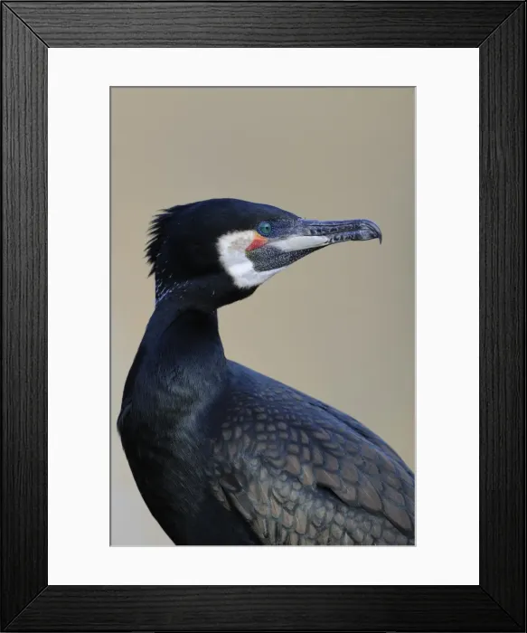 Framed Print : Great Cormorant -Phalacrocorax carbo- Framed Print : Great Cormorant -Phalacrocorax carbo-