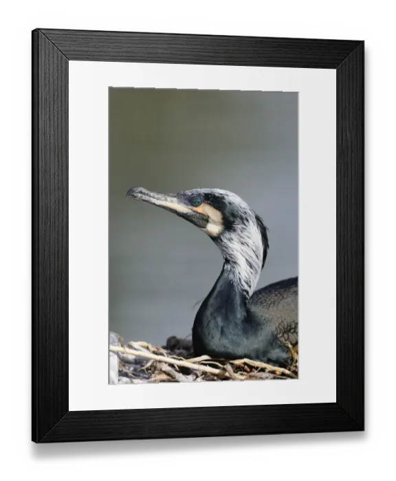 Framed Print : Great Cormorant -Phalacrocorax carbo- Framed Print : Great Cormorant -Phalacrocorax carbo-