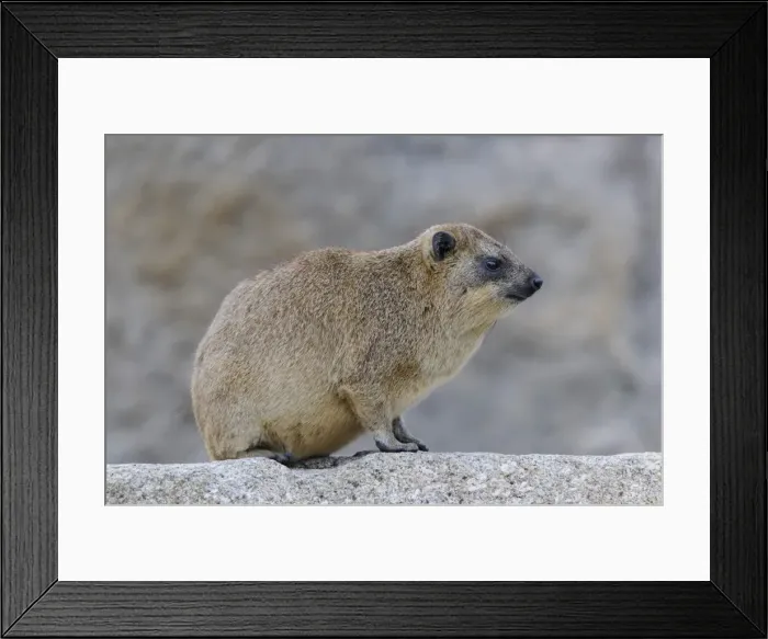 Framed Print : Rock Hyrax or Cape Hyrax -Procavia capensis- Framed Print : Rock Hyrax or Cape Hyrax -Procavia capensis-