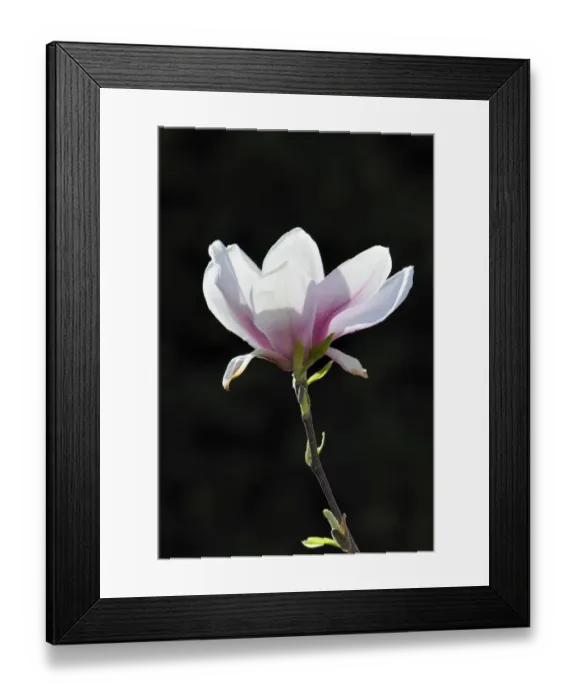 Framed Print : Blossom of a saucer magnolia -Magnolia x soulangeana-, Amabilis cultivar Framed Print : Blossom of a saucer magnolia -Magnolia x soulangeana-, Amabilis cultivar