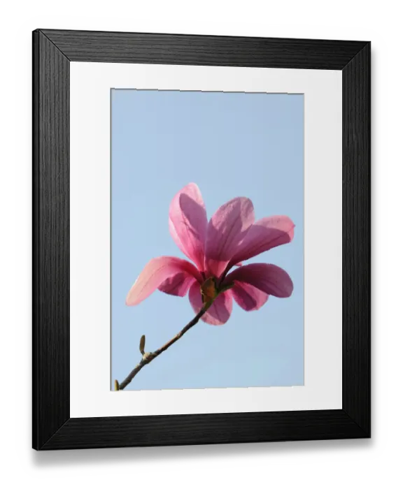 Framed Print : Blossom of a magnolia -Magnolia-, Heaven Scent species Framed Print : Blossom of a magnolia -Magnolia-, Heaven Scent species