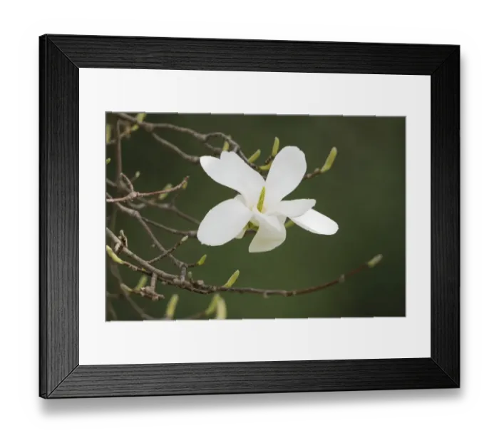 Framed Print : Blossom of a Yulan magnolia -Magnolia denudata- Framed Print : Blossom of a Yulan magnolia -Magnolia denudata-