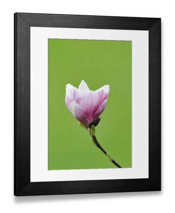 Framed Print : Blossom of a saucer magnolia -Magnolia x soulangeana-, Amabilis cultivar Framed Print : Blossom of a saucer magnolia -Magnolia x soulangeana-, Amabilis cultivar