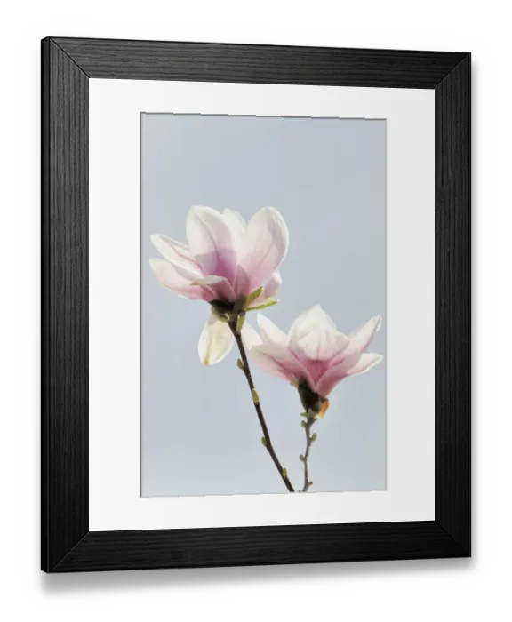 Framed Print : Blossoms of a saucer magnolia -Magnolia x soulangeana-, Amabilis cultivar Framed Print : Blossoms of a saucer magnolia -Magnolia x soulangeana-, Amabilis cultivar