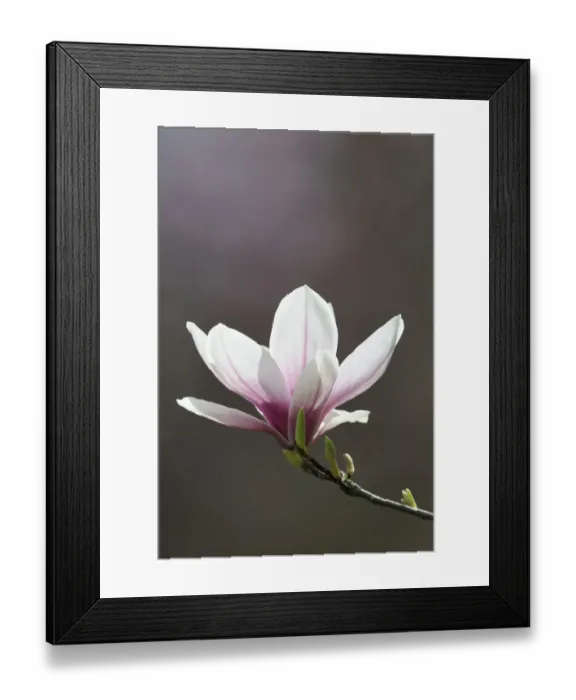 Framed Print : Blossom of a saucer magnolia -Magnolia x soulangeana-, Amabilis cultivar Framed Print : Blossom of a saucer magnolia -Magnolia x soulangeana-, Amabilis cultivar