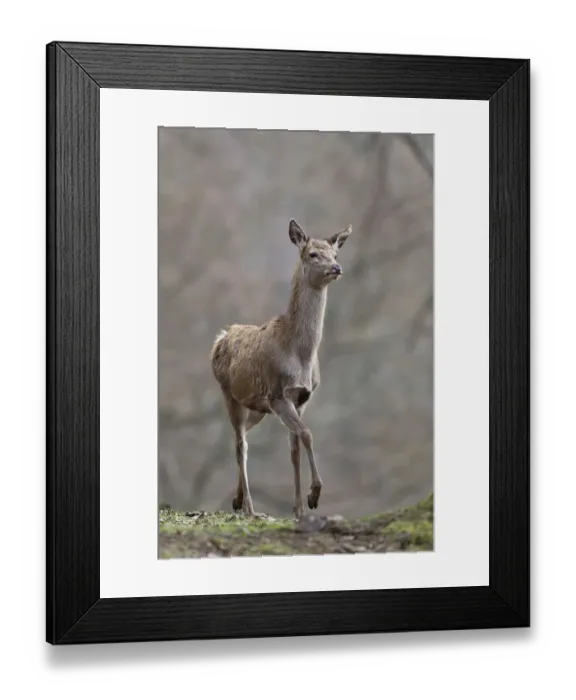 Framed Print : Red deer -Cervus elaphus-, female Framed Print : Red deer -Cervus elaphus-, female