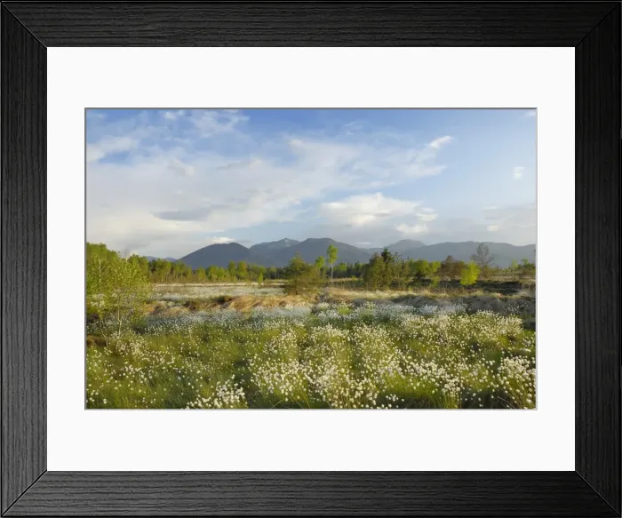 Framed Print : Wetland bog with blooming cotton grass -Eriophorum-, Koller Filze bog, Nicklheim, Bavaria, Germany, Europe Framed Print : Wetland bog with blooming cotton grass -Eriophorum-, Koller Filze bog, Nicklheim, Bavaria, Germany, Europe