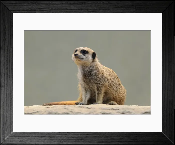 Framed Print : Meerkat -Suricata suricatta- Framed Print : Meerkat -Suricata suricatta-