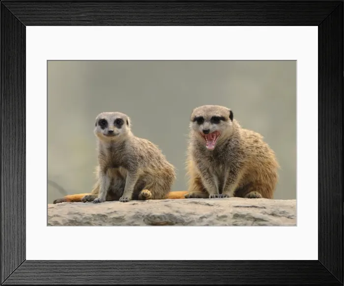 Framed Print : Meerkats -Suricata suricatta- Framed Print : Meerkats -Suricata suricatta-