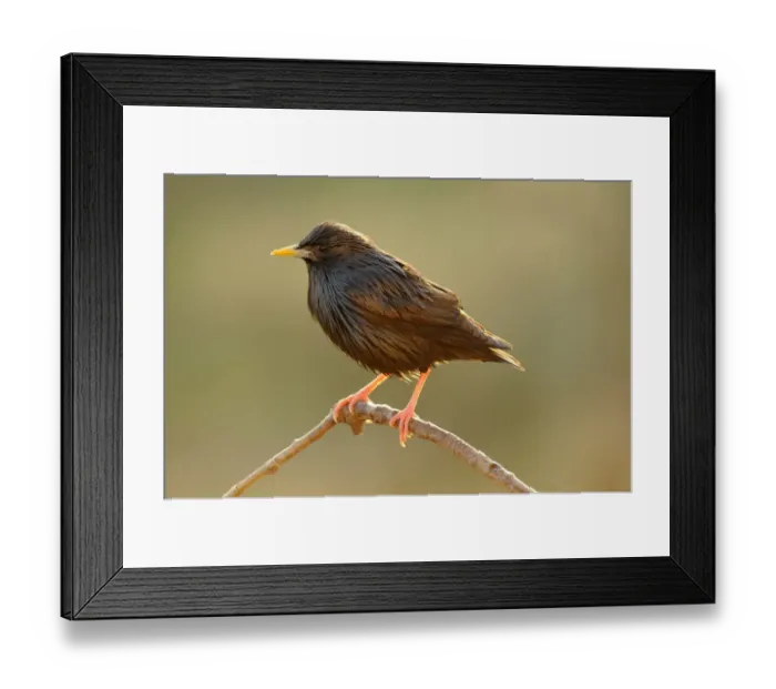 Framed Print : Spotless Starling -Sturnus unicolor-, perched on twig in the early morning light Framed Print : Spotless Starling -Sturnus unicolor-, perched on twig in the early morning light