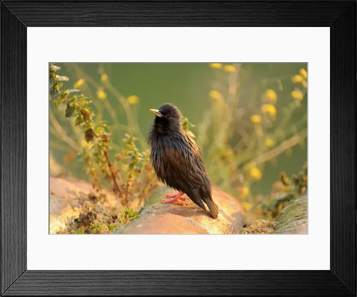 Framed Print : Spotless Starling -Sturnus unicolor-, perched on roof tile