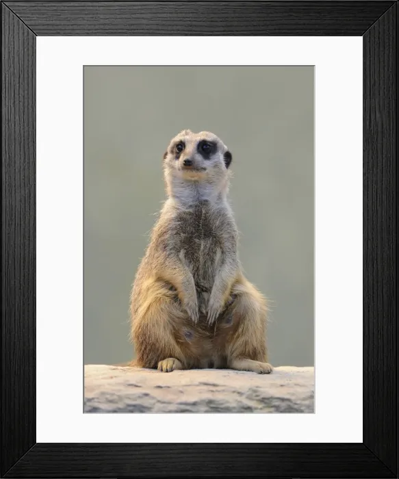 Framed Print : Meerkat -Suricata suricatta- Framed Print : Meerkat -Suricata suricatta-