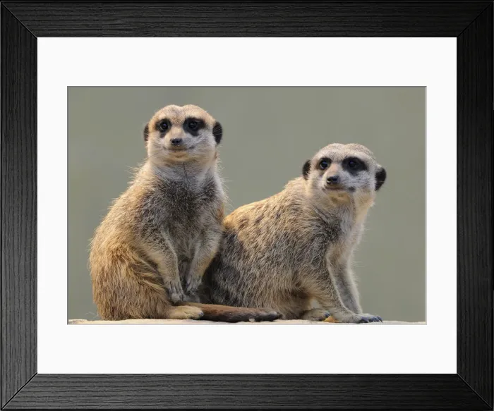 Framed Print : Two meerkats -Suricata suricatta- Framed Print : Two meerkats -Suricata suricatta-