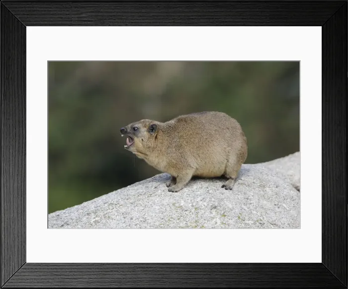 Framed Print : Rock Hyrax or Cape Hyrax -Procavia capensis- Framed Print : Rock Hyrax or Cape Hyrax -Procavia capensis-