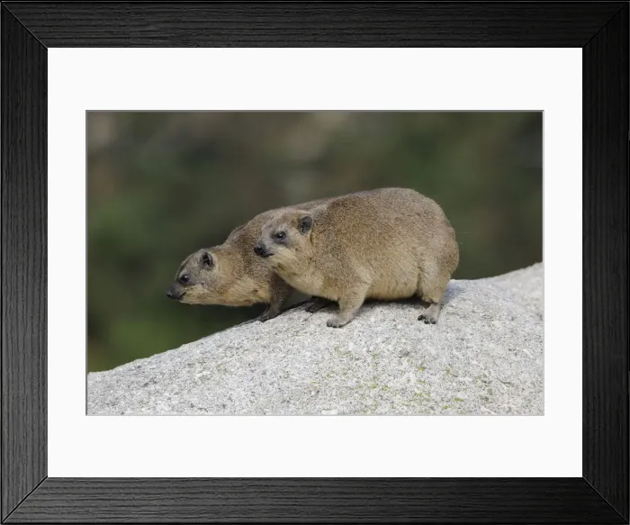 Framed Print : Rock Hyrax or Cape Hyrax -Procavia capensis- Framed Print : Rock Hyrax or Cape Hyrax -Procavia capensis-