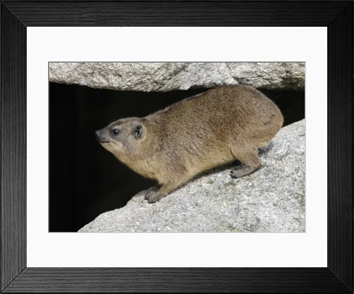 Framed Print : Rock Hyrax or Cape Hyrax -Procavia capensis- Framed Print : Rock Hyrax or Cape Hyrax -Procavia capensis-