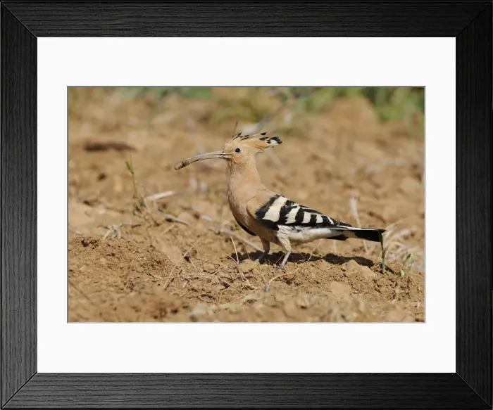 Framed Print : Hoopoe -Upupa epops-, foraging Framed Print : Hoopoe -Upupa epops-, foraging
