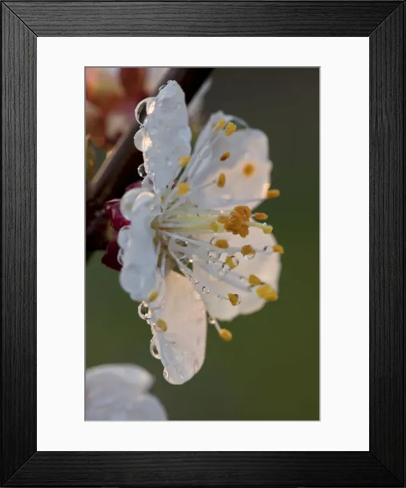 Framed Print : Apricot blossom -Prunus armeniaca- Framed Print : Apricot blossom -Prunus armeniaca-