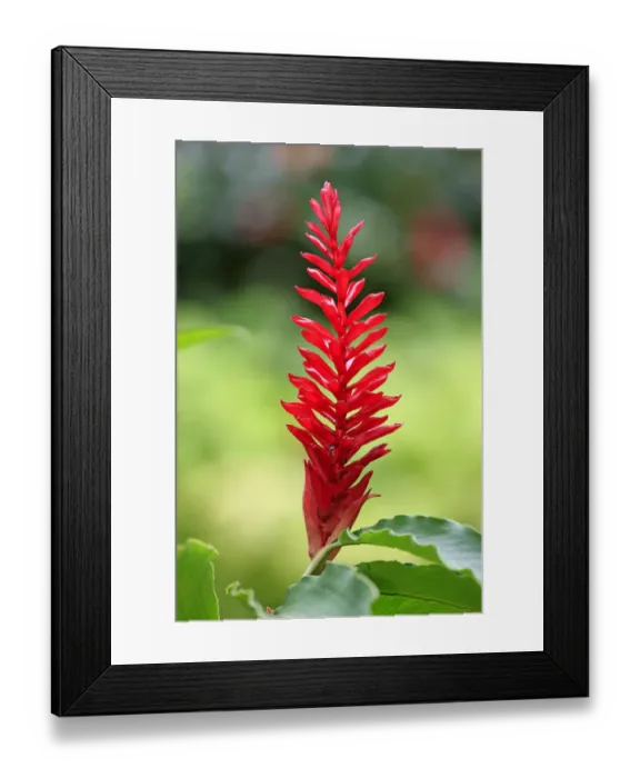 Framed Print : Turmeric -Curcuma longa-, flower, Kota Kinabalu, Sabah, Borneo, Malaysia Framed Print : Turmeric -Curcuma longa-, flower, Kota Kinabalu, Sabah, Borneo, Malaysia