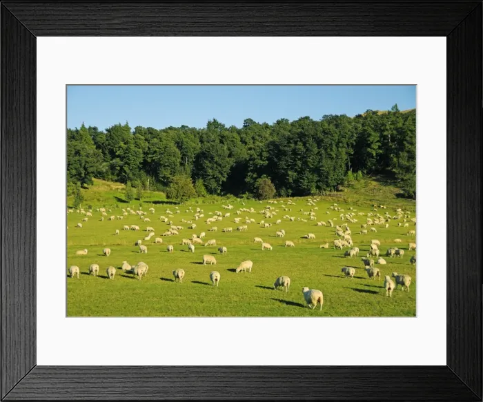 Framed Print : Flock of sheep in the Southern Alps, South Island, New Zealand Framed Print : Flock of sheep in the Southern Alps, South Island, New Zealand